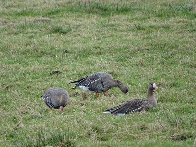 而这位新星 而这位新星