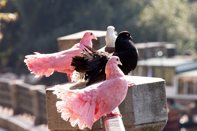 类似情形往 类似情形往